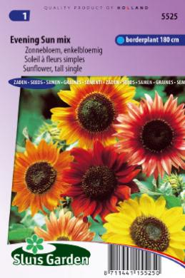 Sunflower Evening Sun (Helianthus) 50 seeds SL